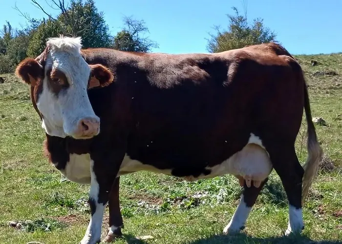 Domaine De Servieres - Le Апартаменты *